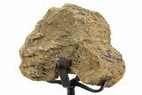 Fossil Hadrosaur Rib Section w/ Metal Stand - South Dakota #339875-2